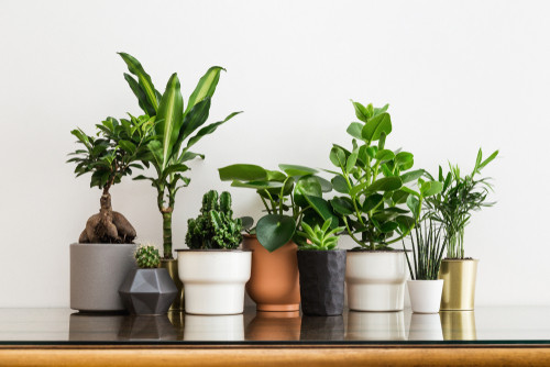 10 Best Air Purifying Plants